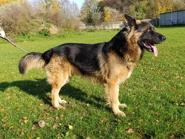 Pies do adopcji, Bełchatów, 16 września 2025 (5/5)