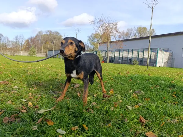 Pies do adopcji, Bełchatów, 27 stycznia 2025 (1/5)