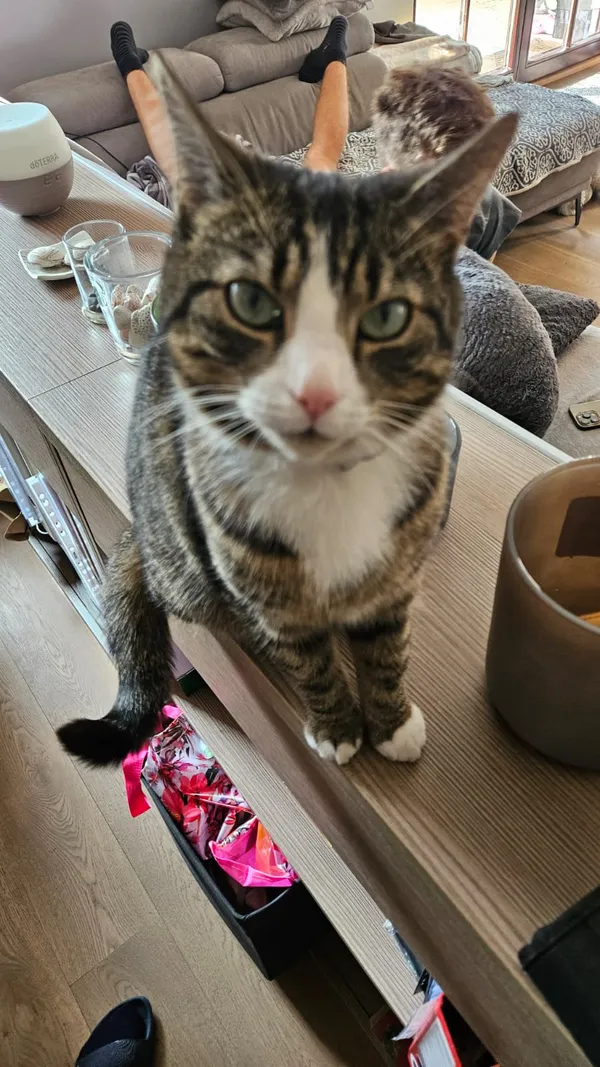 Zaginął kot, Szczecin, Warszewo, 1 listopada 2025 (2/3)