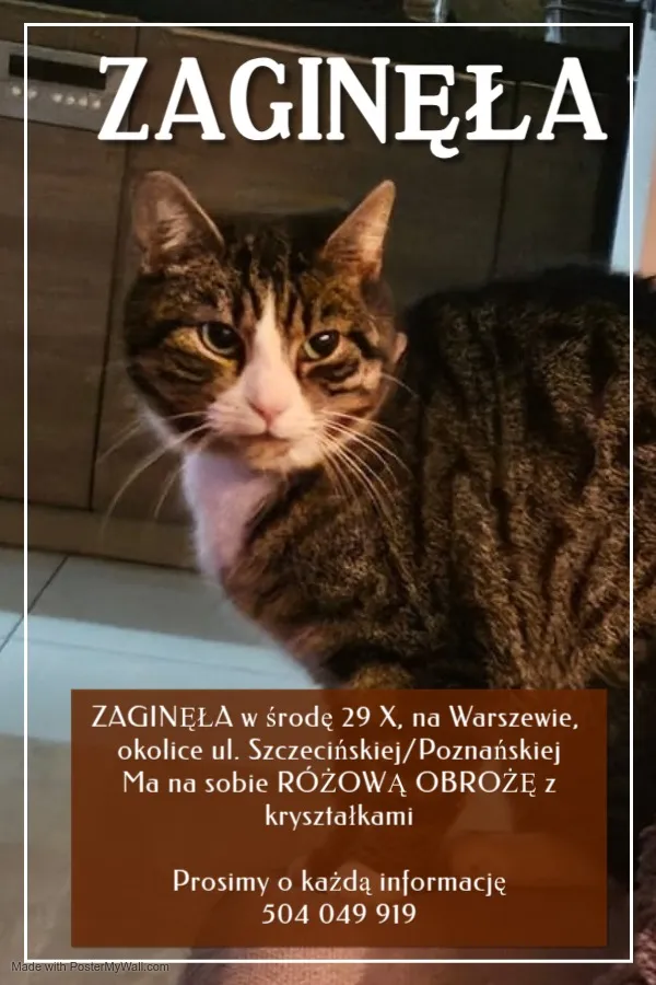 Zaginął kot, Szczecin, Warszewo, 1 listopada 2025 (3/3)