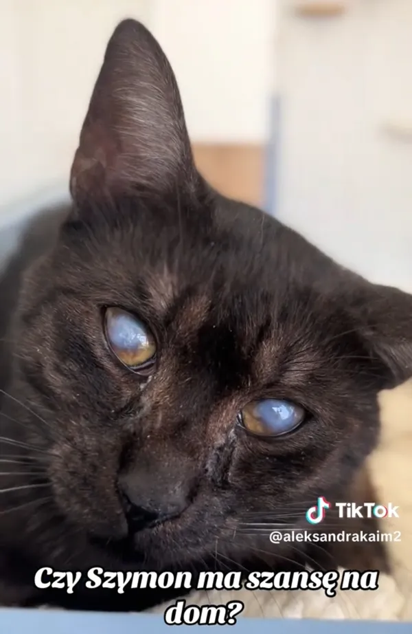 Kot do adopcji, Radom, 27 czerwca 2025