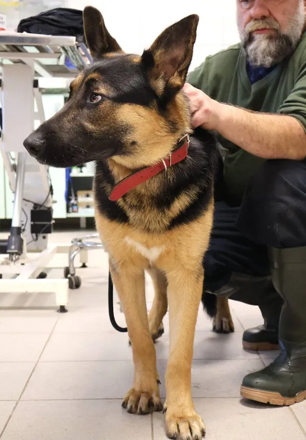 Znaleziono psa, Łódź, 1 listopada 2025 (1/4)