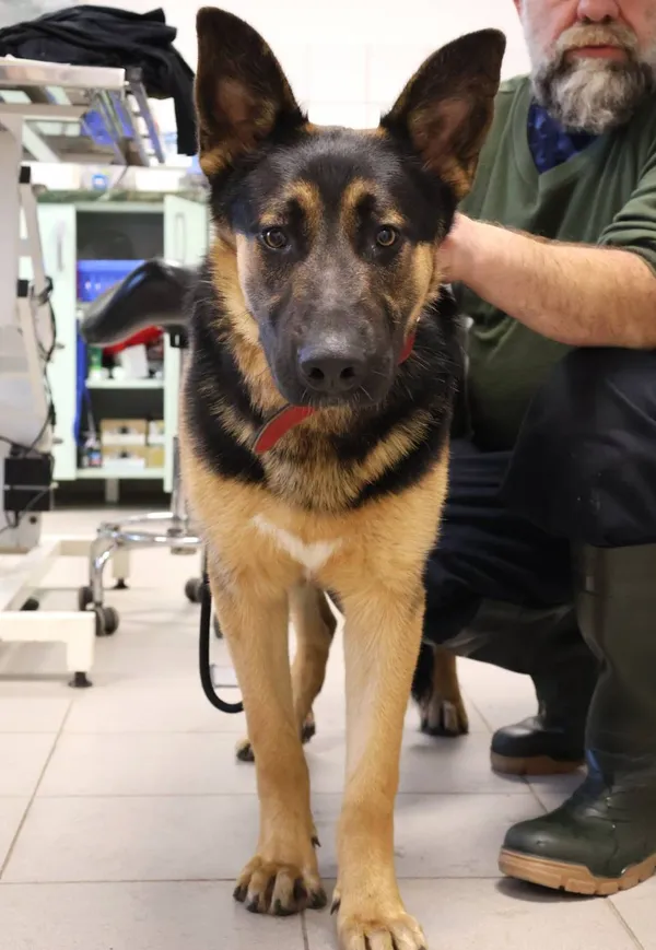 Znaleziono psa, Łódź, 1 listopada 2025 (2/4)