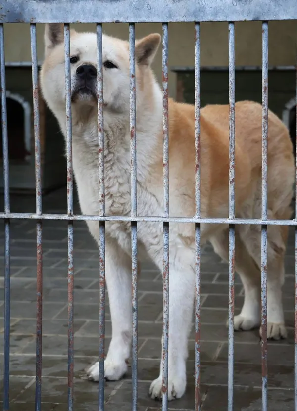 Znaleziono psa, Łódź, 1 listopada 2025 (2/5)