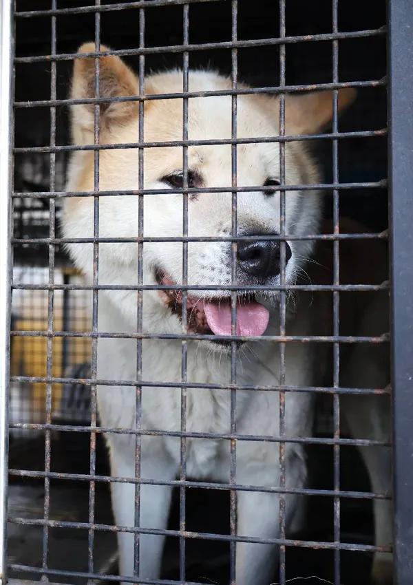 Znaleziono psa, Łódź, 1 listopada 2025 (3/5)