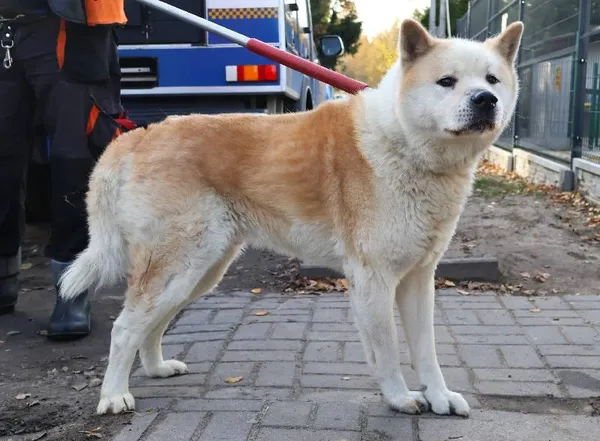 Znaleziono psa, Łódź, 1 listopada 2025 (4/5)