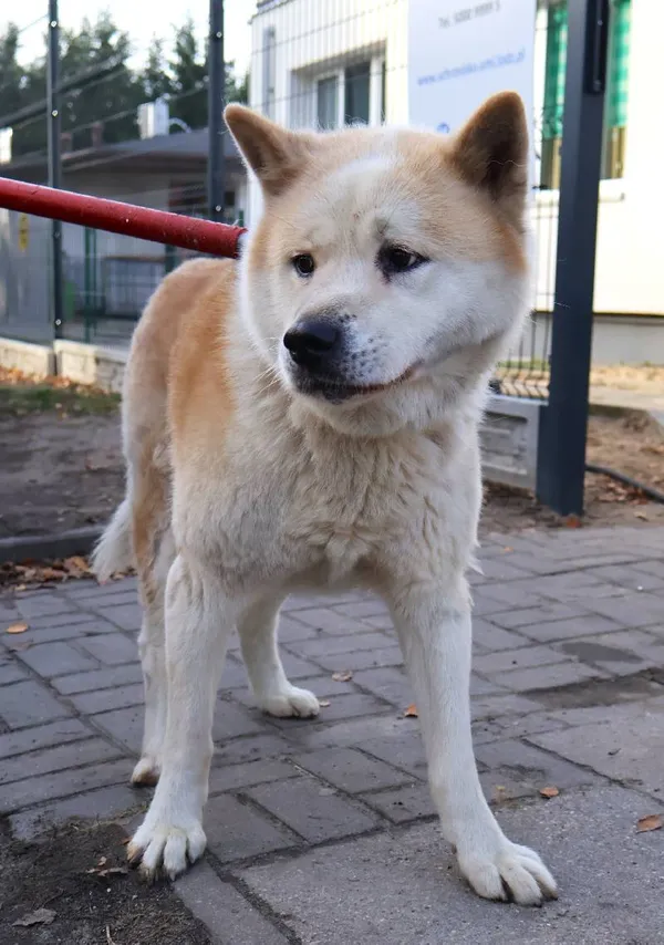 Znaleziono psa, Łódź, 1 listopada 2025 (5/5)