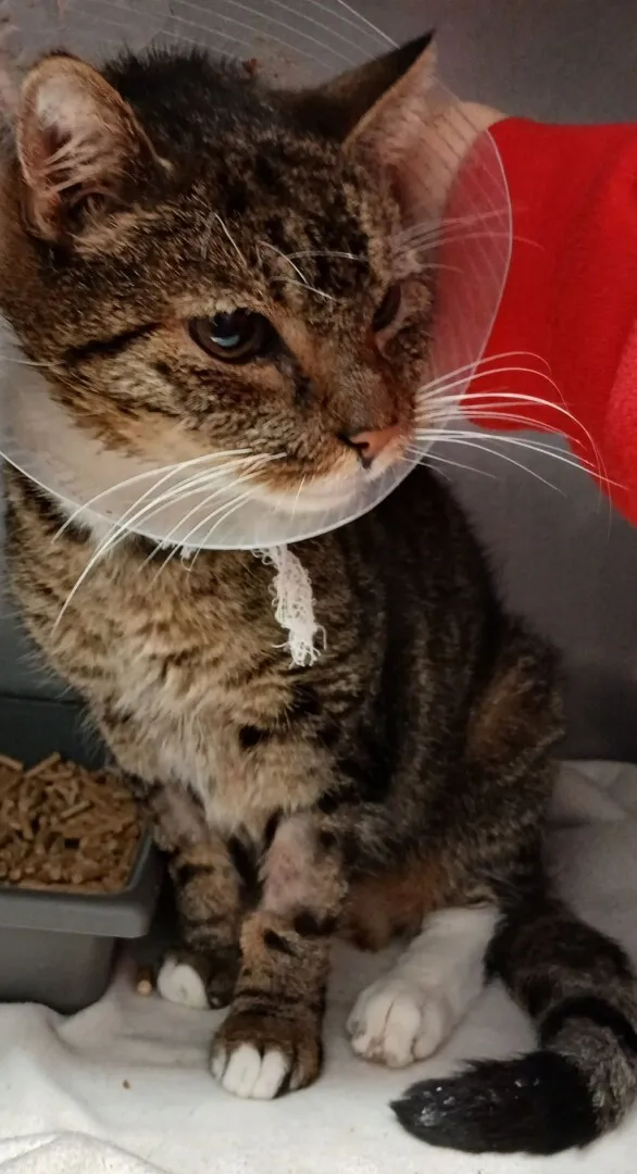 Znaleziono kota, Gdańsk, 31 października 2025