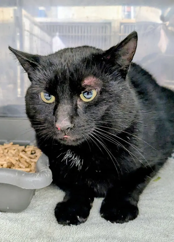 Znaleziono kota, Gdańsk, 30 października 2025