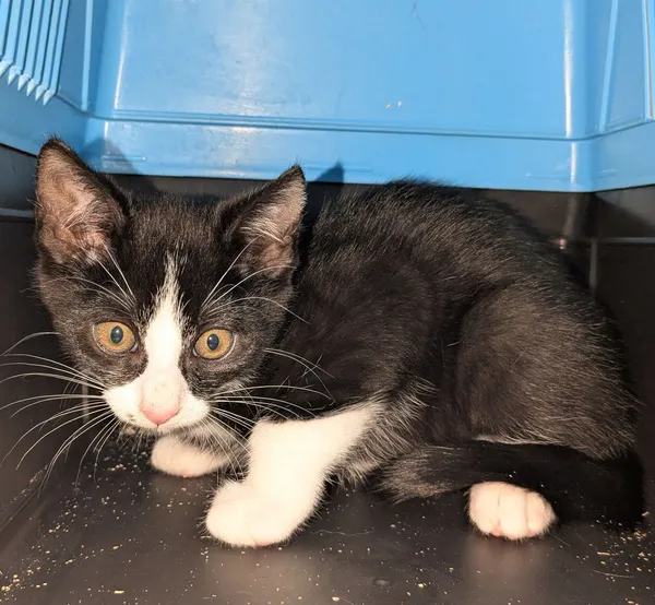 Znaleziono kota, Gdańsk, 29 października 2025