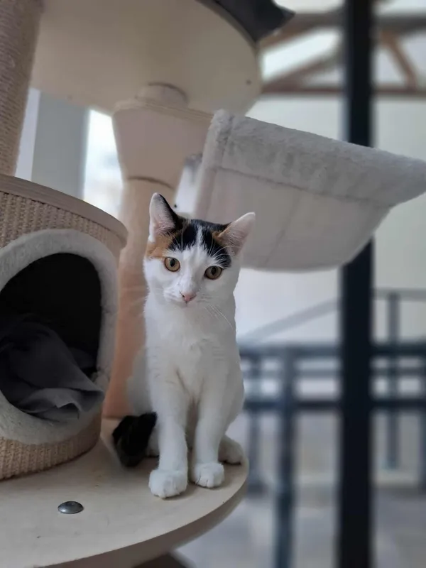 Kot do adopcji, Sopot, 1 listopada 2025 (2/2)