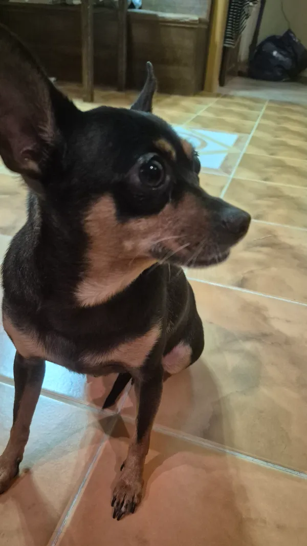 Zaginął pies, Brok, 2 listopada 2025 (1/2)