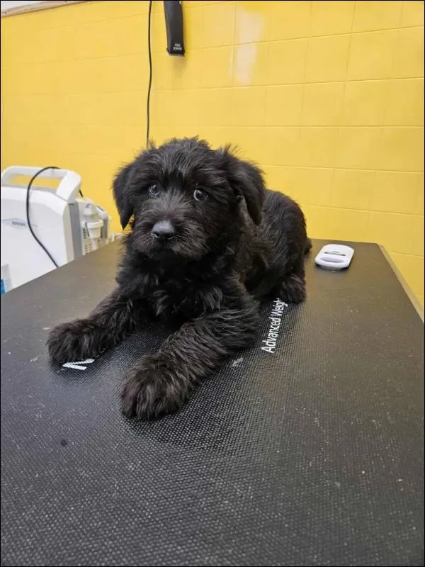 Znaleziono psa, Grudziądz, 1 listopada 2025