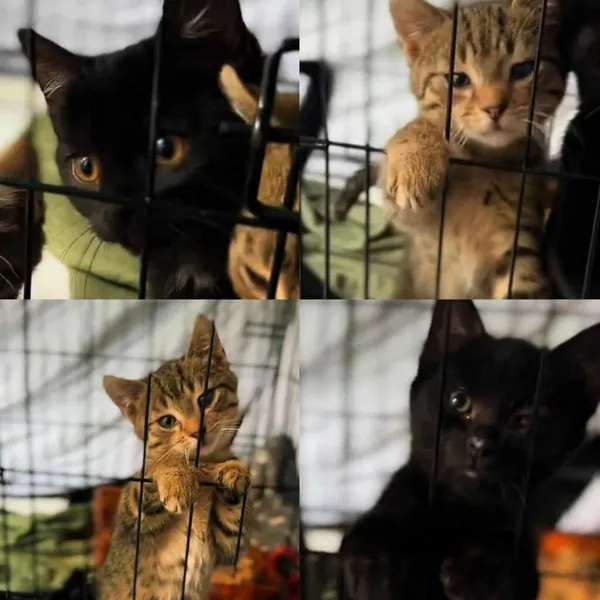 Kot do adopcji, Radom, 2 listopada 2025