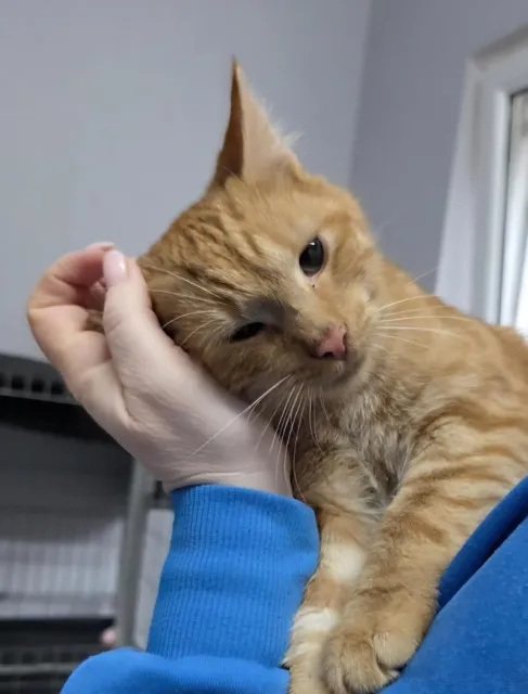 Kot do adopcji, Piła, 6 czerwca 2025 (3/3)