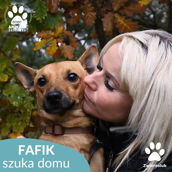 Pies do adopcji, Dąbrówka, 1 listopada 2025 (2/4)