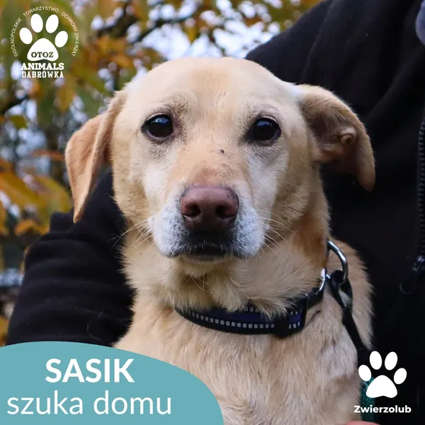 Pies do adopcji, Dąbrówka, 1 listopada 2025 (1/3)