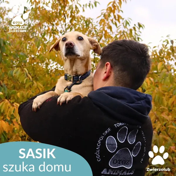 Pies do adopcji, Dąbrówka, 1 listopada 2025 (2/3)