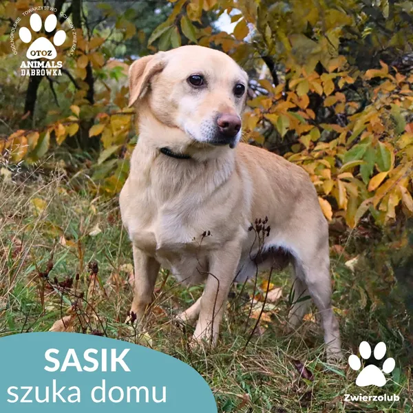 Pies do adopcji, Dąbrówka, 1 listopada 2025 (3/3)