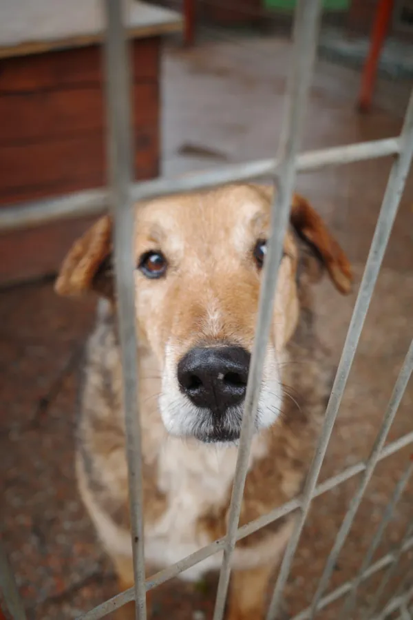 Oddam psa, Elbląg, Łasztownia, 3 listopada 2025 (1/4)