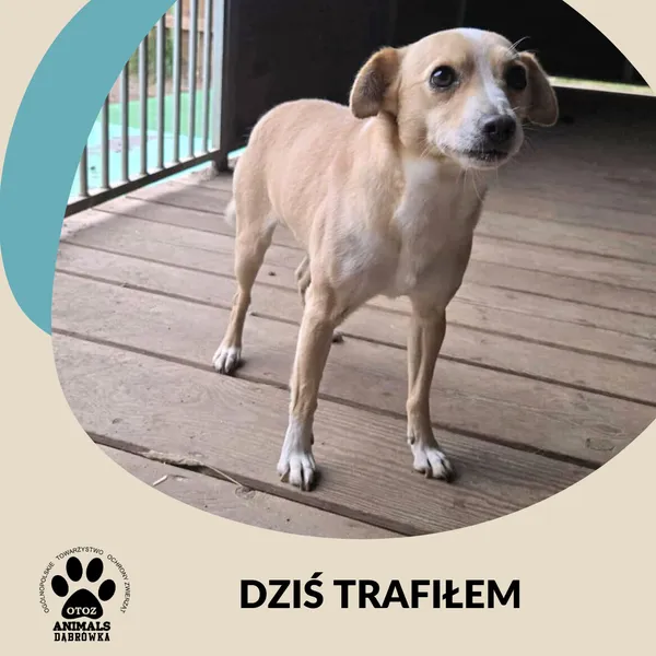 Znaleziono psa, Dąbrówka, 1 listopada 2025