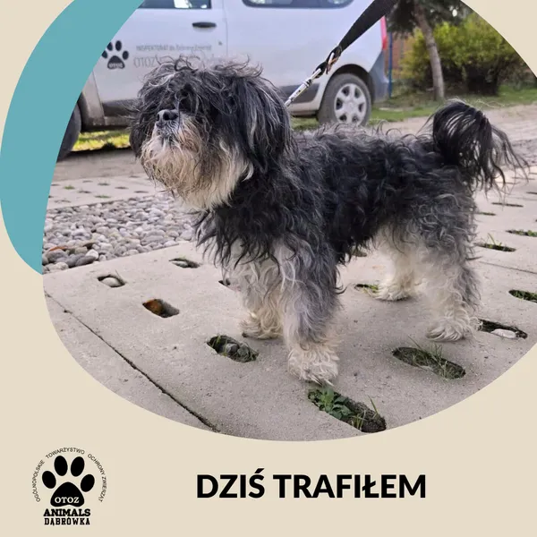 Znaleziono psa, Dąbrówka, 1 listopada 2025