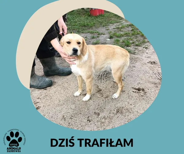 Znaleziono psa, Dąbrówka, 31 października 2025