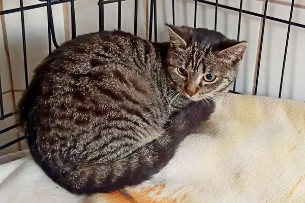 Znaleziono kota, Wałbrzych, 29 października 2025