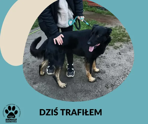 Znaleziono psa, Dąbrówka, 27 października 2025