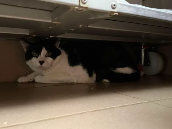 Znaleziono kota, Bydgoszcz, 28 października 2025