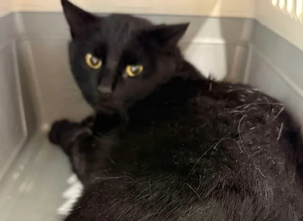 Znaleziono kota, Bydgoszcz, 24 października 2025