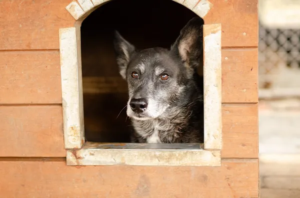 Oddam psa, Gdańsk, Niedźwiednik, 3 listopada 2025 (3/4)