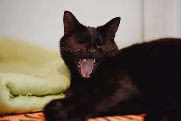 Oddam kota, Gdańsk, Letnica, 3 listopada 2025 (1/2)