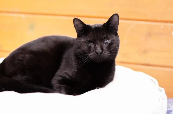 Oddam kota, Gdańsk, Letnica, 3 listopada 2025 (2/2)