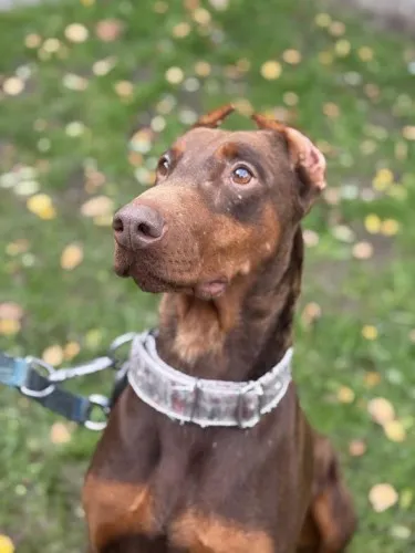 Pies do adopcji, Kraków, 19 października 2025 (3/4)