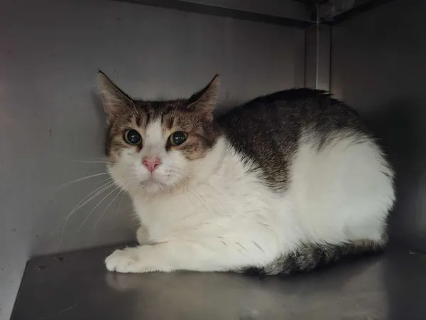 Znaleziono kota, Olsztyn, 1 listopada 2025