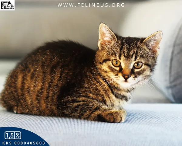 Kot do adopcji, Rzeszów, 3 listopada 2025 (1/4)