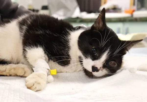 Znaleziono kota, Łódź, 3 listopada 2025 (2/3)