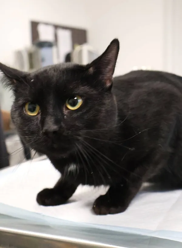 Znaleziono kota, Łódź, 3 listopada 2025 (3/3)