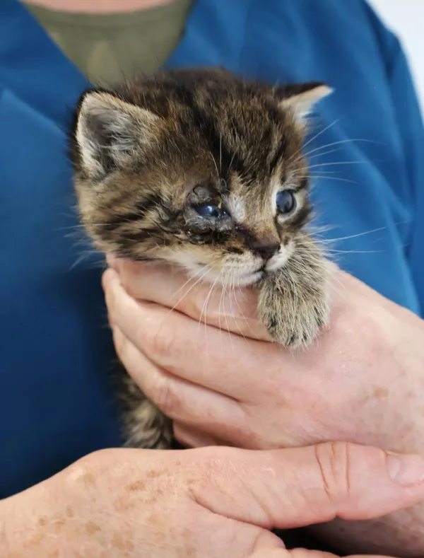 Znaleziono kota, Łódź, 1 listopada 2025 (2/5)