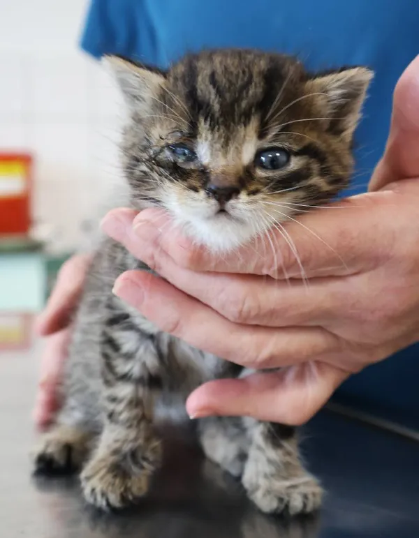 Znaleziono kota, Łódź, 1 listopada 2025 (3/5)