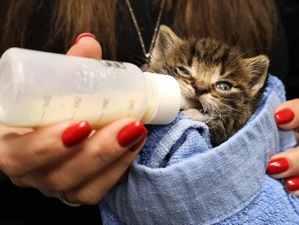 Znaleziono kota, Łódź, 1 listopada 2025 (4/5)