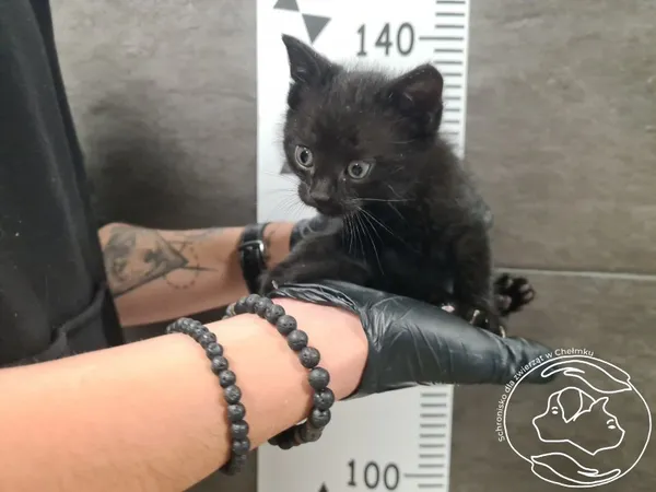 Kot do adopcji, Chełmek, 17 października 2025