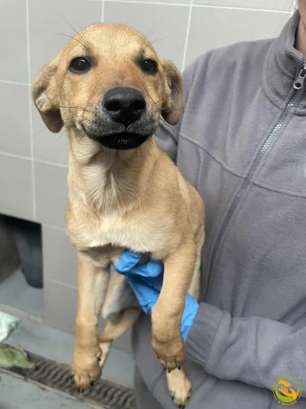 Znaleziono psa, Skałowo, 3 listopada 2025 (2/2)