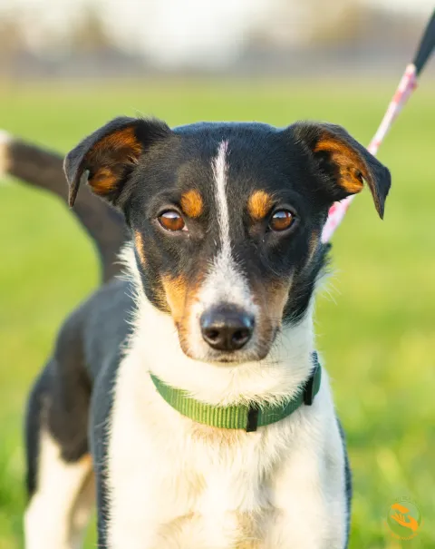 Znaleziono psa, Skałowo, 3 listopada 2025 (1/4)