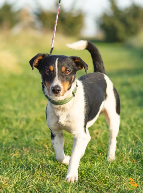 Znaleziono psa, Skałowo, 3 listopada 2025 (2/4)