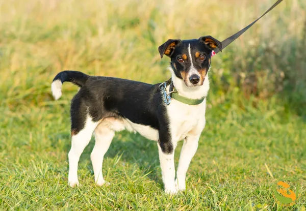 Znaleziono psa, Skałowo, 3 listopada 2025 (3/4)