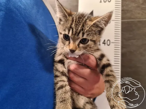 Znaleziono kota, Chełmek, 1 listopada 2025