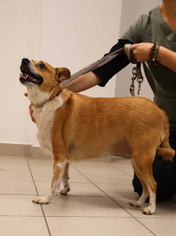 Znaleziono psa, Łódź, 3 listopada 2025 (1/4)