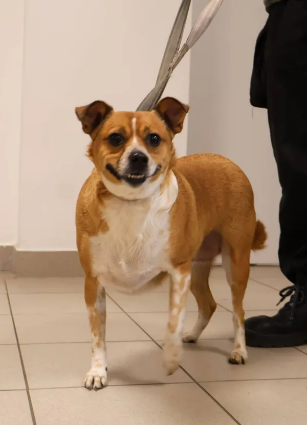 Znaleziono psa, Łódź, 3 listopada 2025 (2/4)